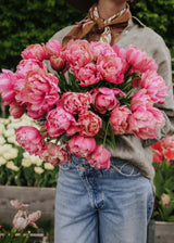 Tulipan - Pink Star