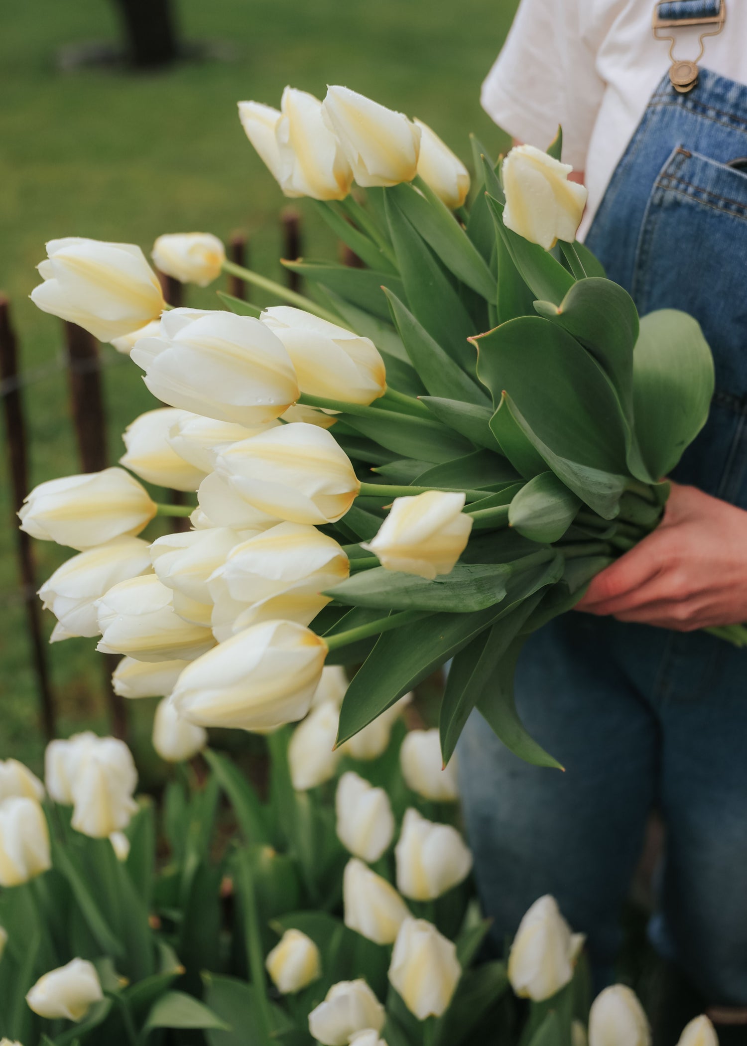 Tulip - Purissima