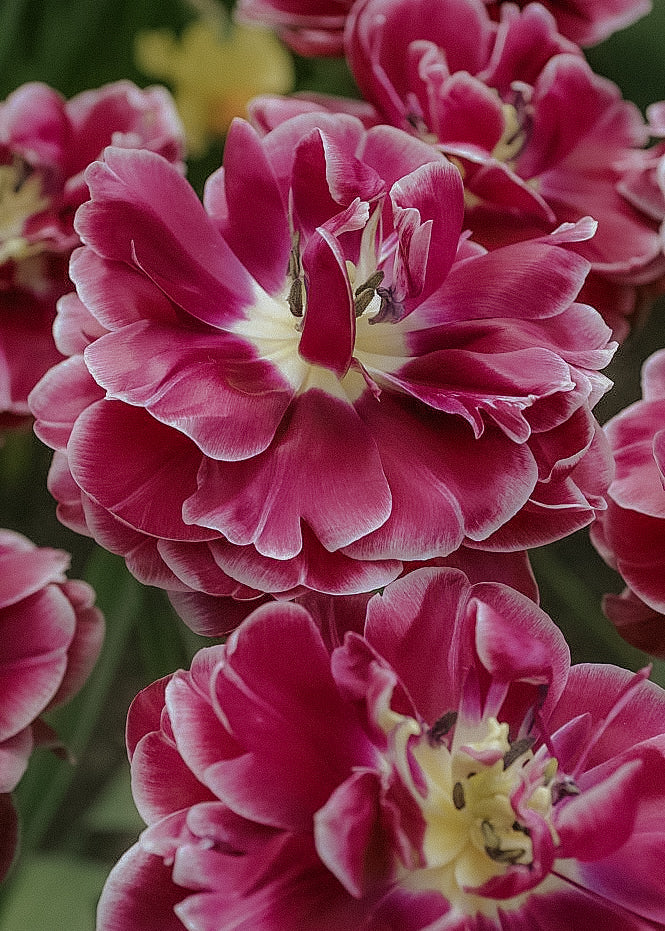 Tulip - Dream Touch