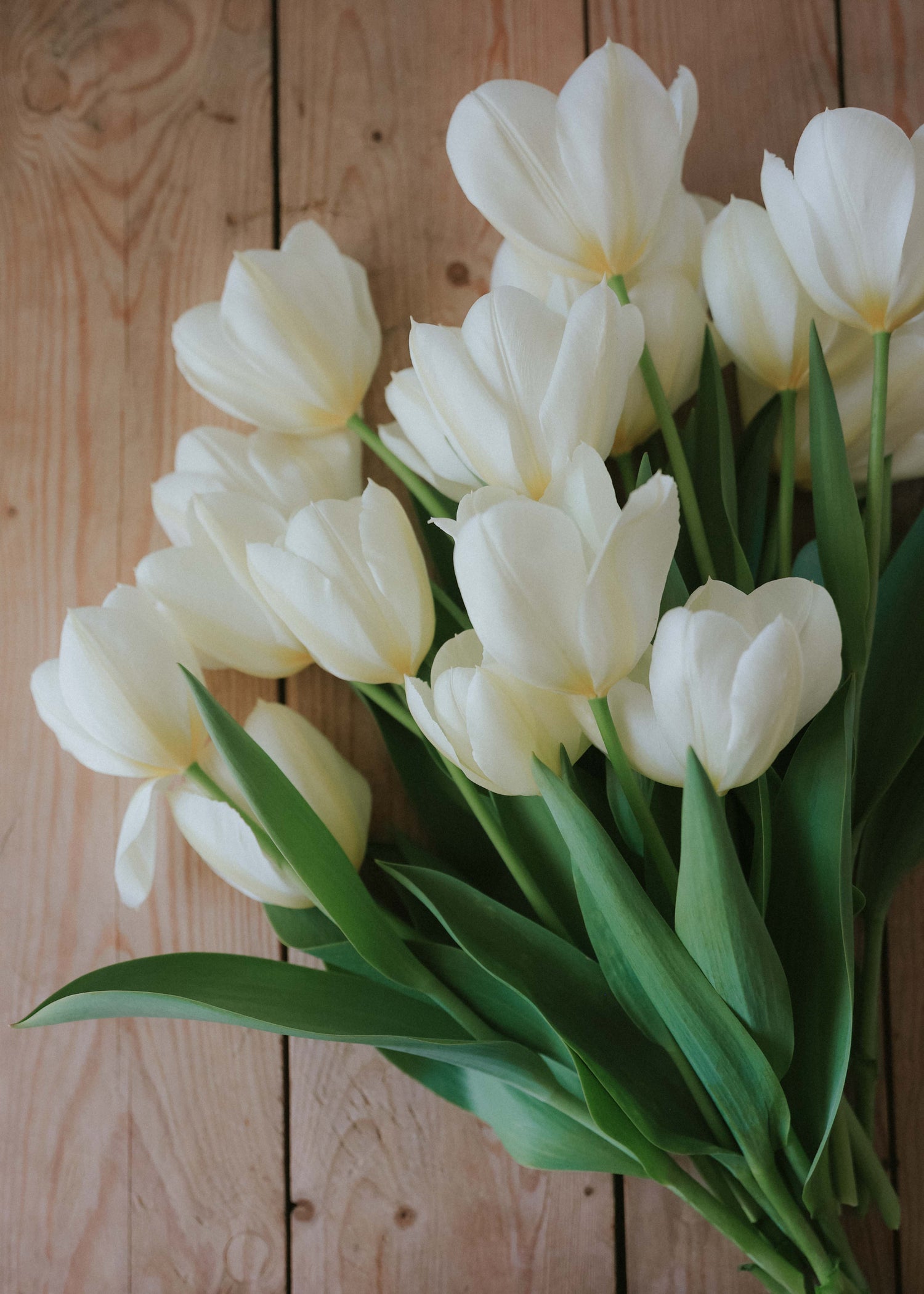 Tulip - Purissima