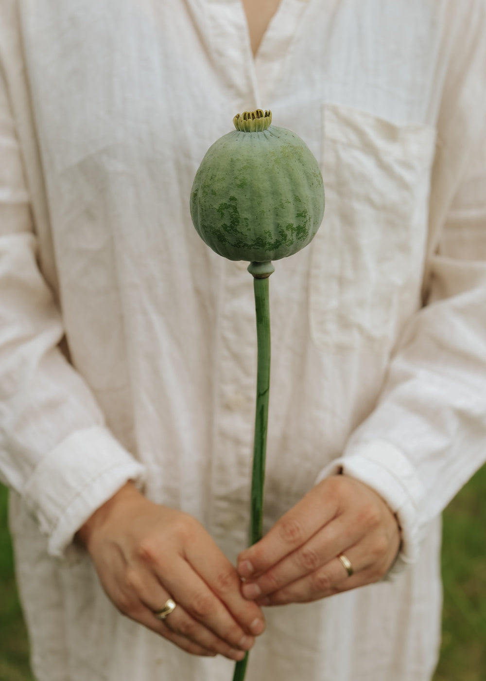 Mohnblume - Bowling Ball