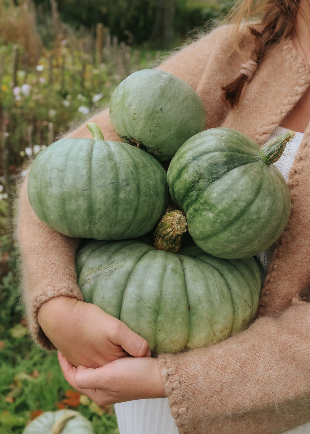 Kürbis - Jarrahdale