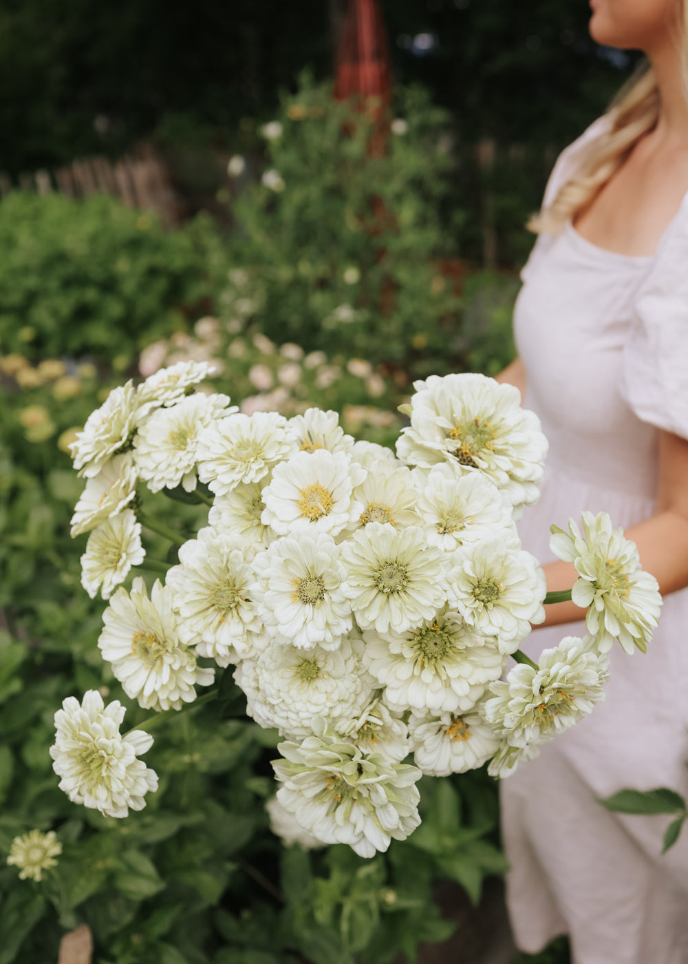 Zinnie - Benary Giant White