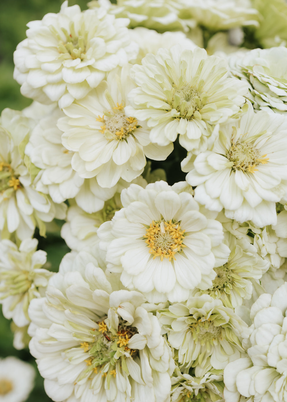 Zinnie - Benary Giant White