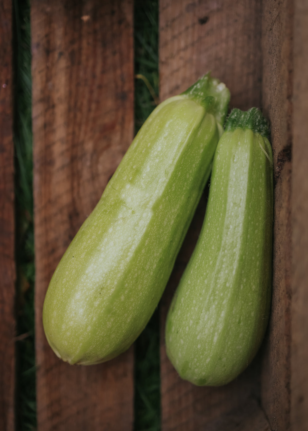 Zucchini - Bianca di trieste