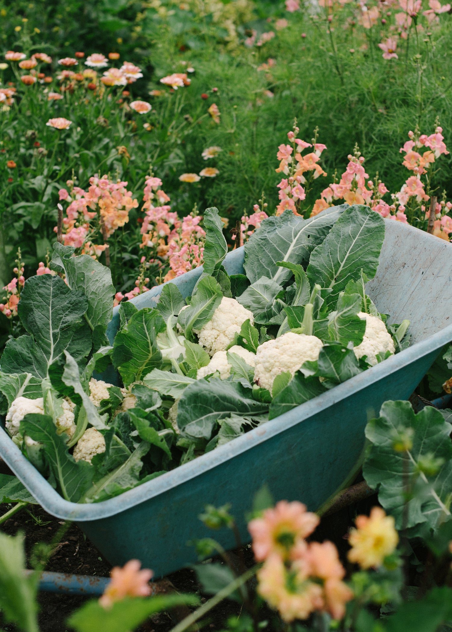 Blumenkohl - Amazing