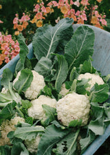 Cauliflower - Amazing