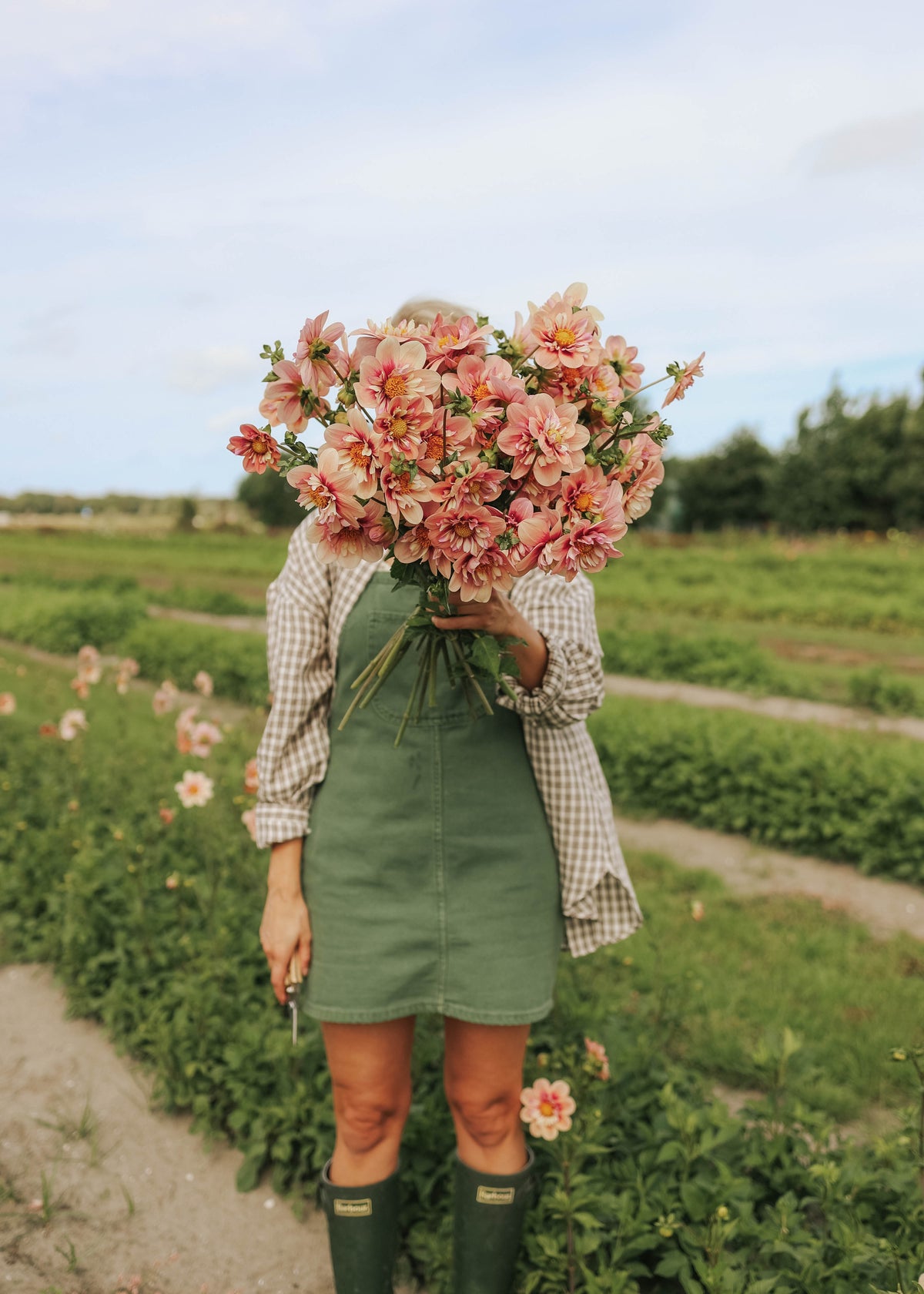 Dahlia - Rhubarb & Custard