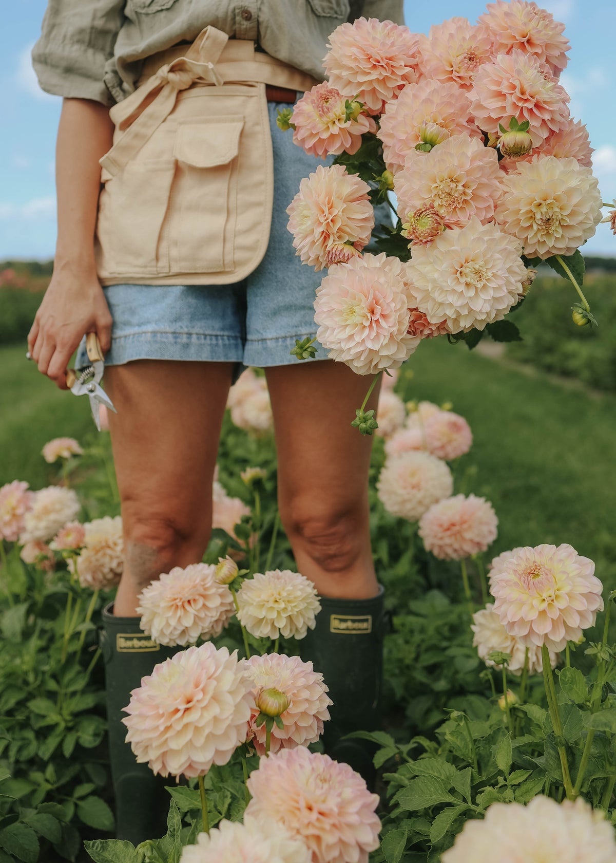 Dahlia - Staburadze