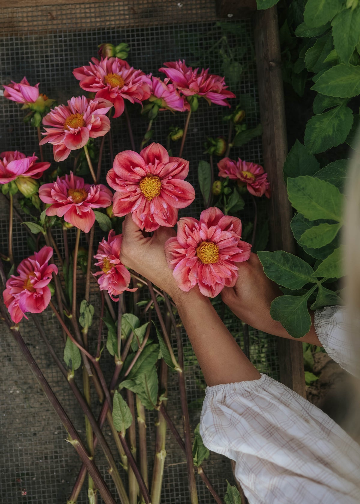 Dahlia - Strawberry Bon Bon