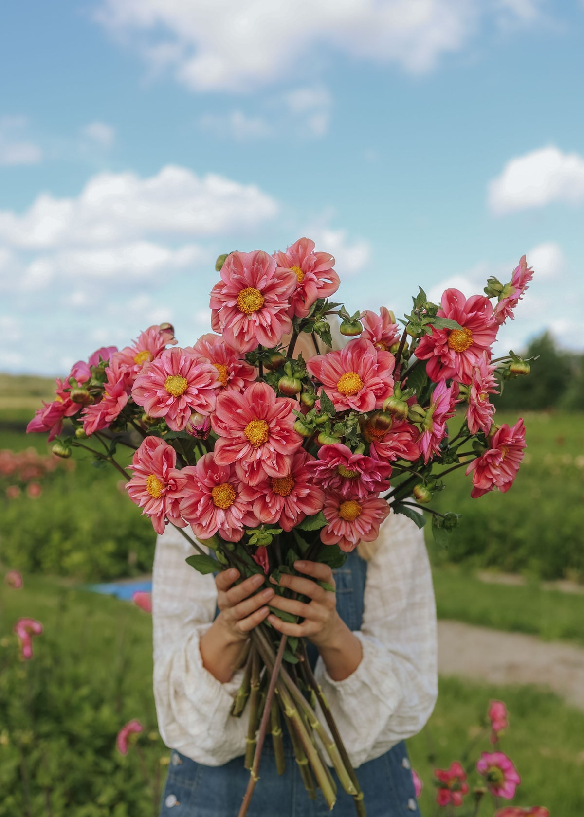 Dahlia - Strawberry Bon Bon