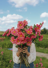 Dahlia - Strawberry Bon Bon