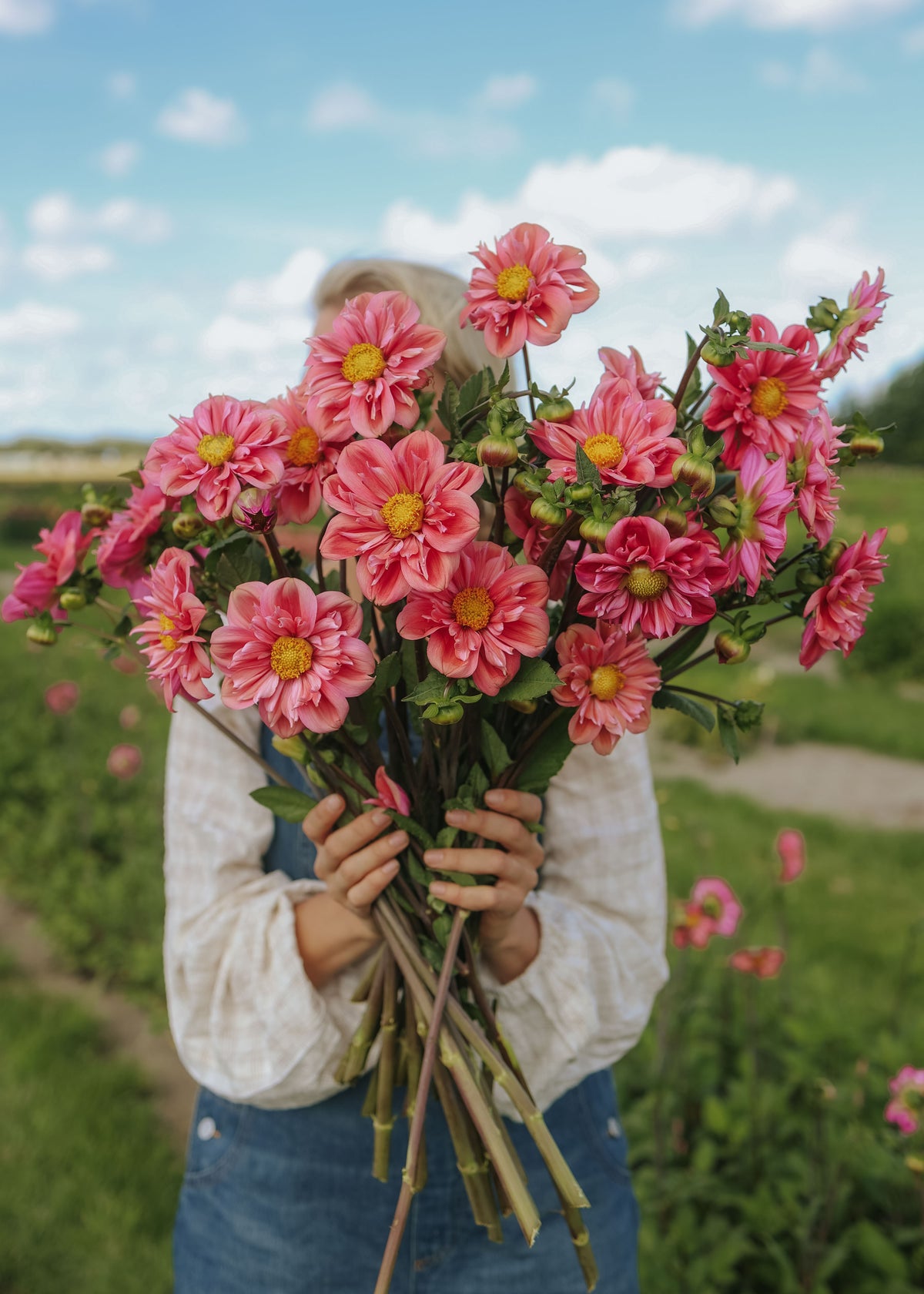 Dahlia - Strawberry Bon Bon