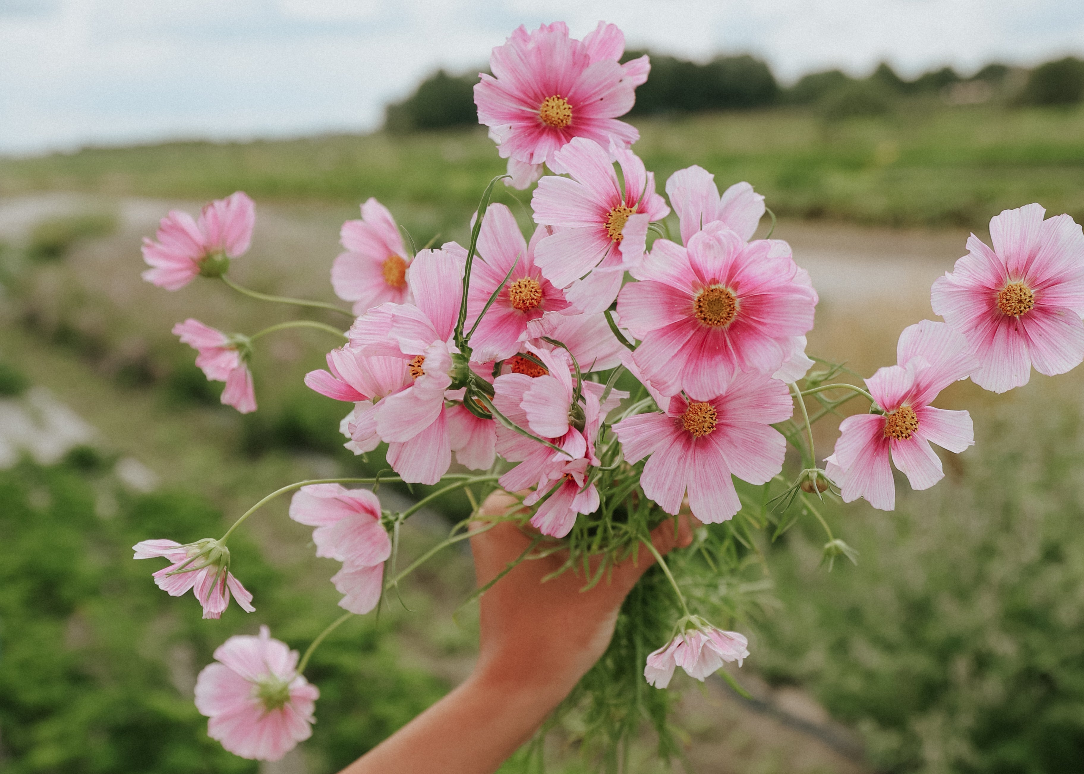 Lace flower Didiscus - Lacy Pink - buy seeds online – Florea Garden