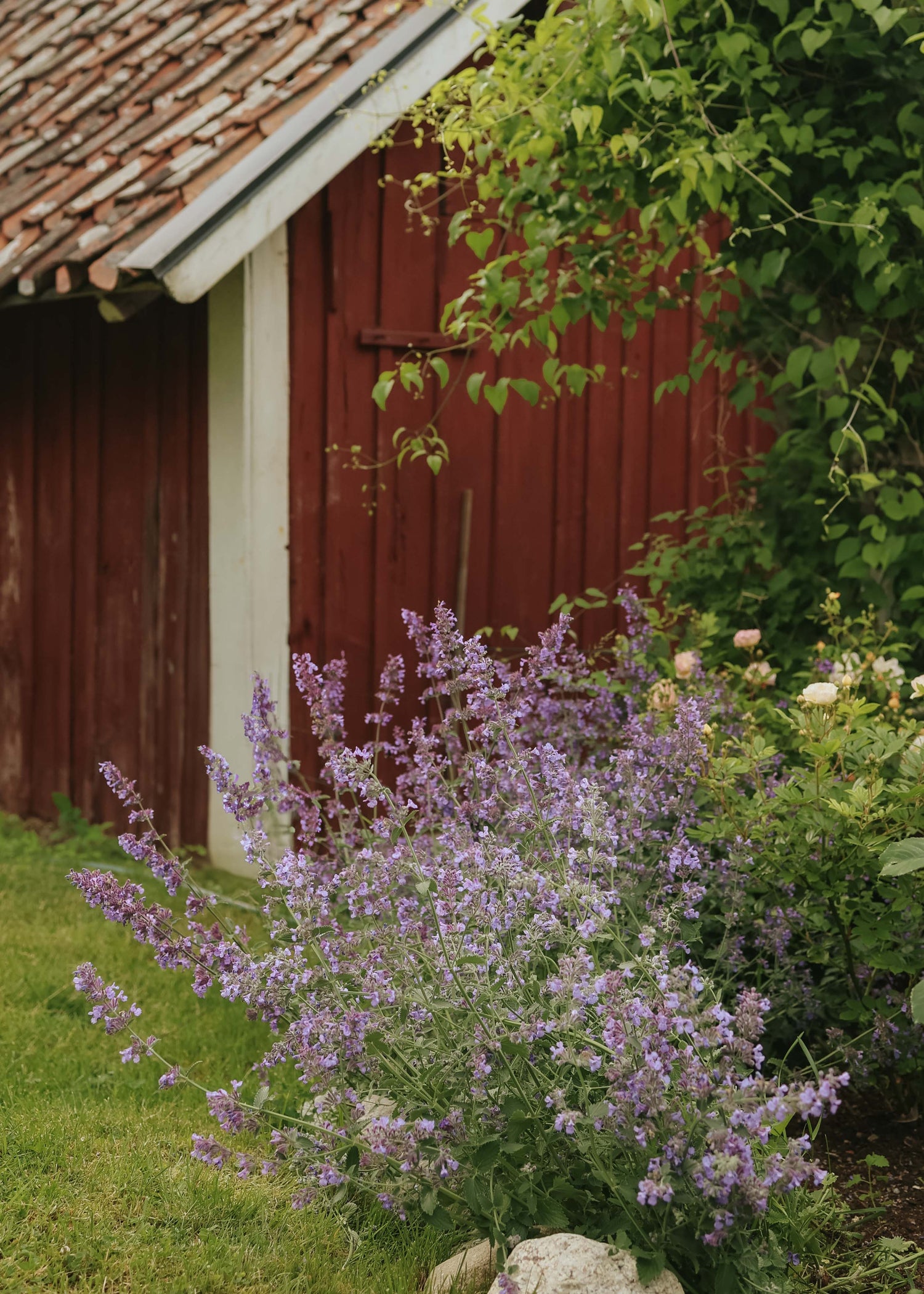 Catmint
