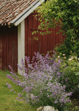 Blåkant