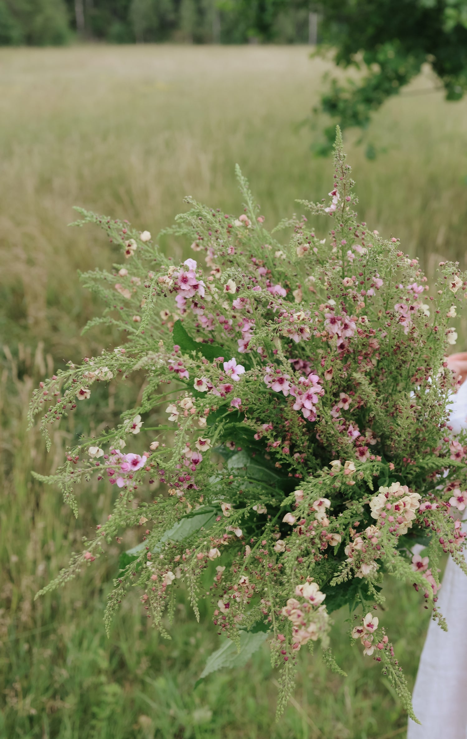 Königskerze - Southern Charm