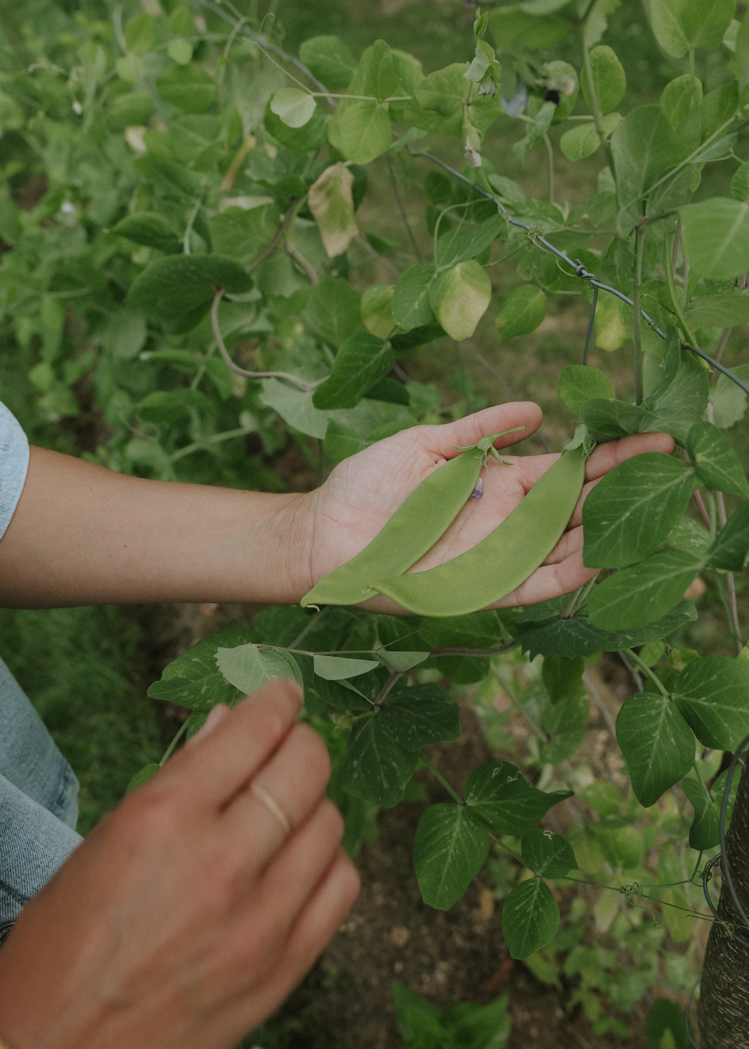 Svensk Sockerärt - Lokförare Bergfälts Jätteärt