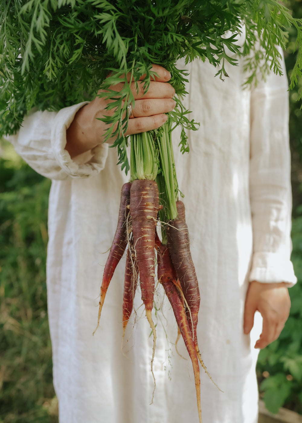 Carrot seeds - Purple Haze F1 - buy seeds online – Florea Garden