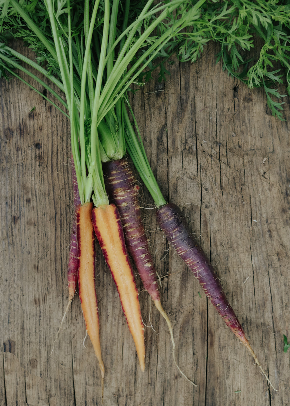 Carrot seeds - Purple Haze F1 - buy seeds online – Florea Garden