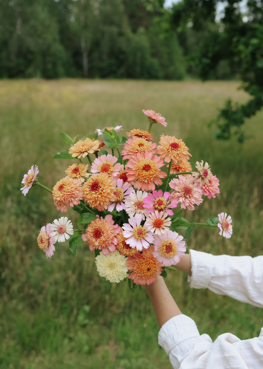 Zinnia - Cresto Apricot & Cream
