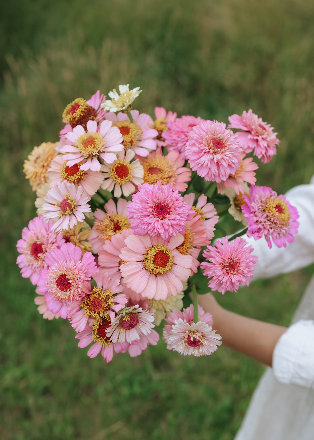 Zinnia - Cresto Peachy Pink