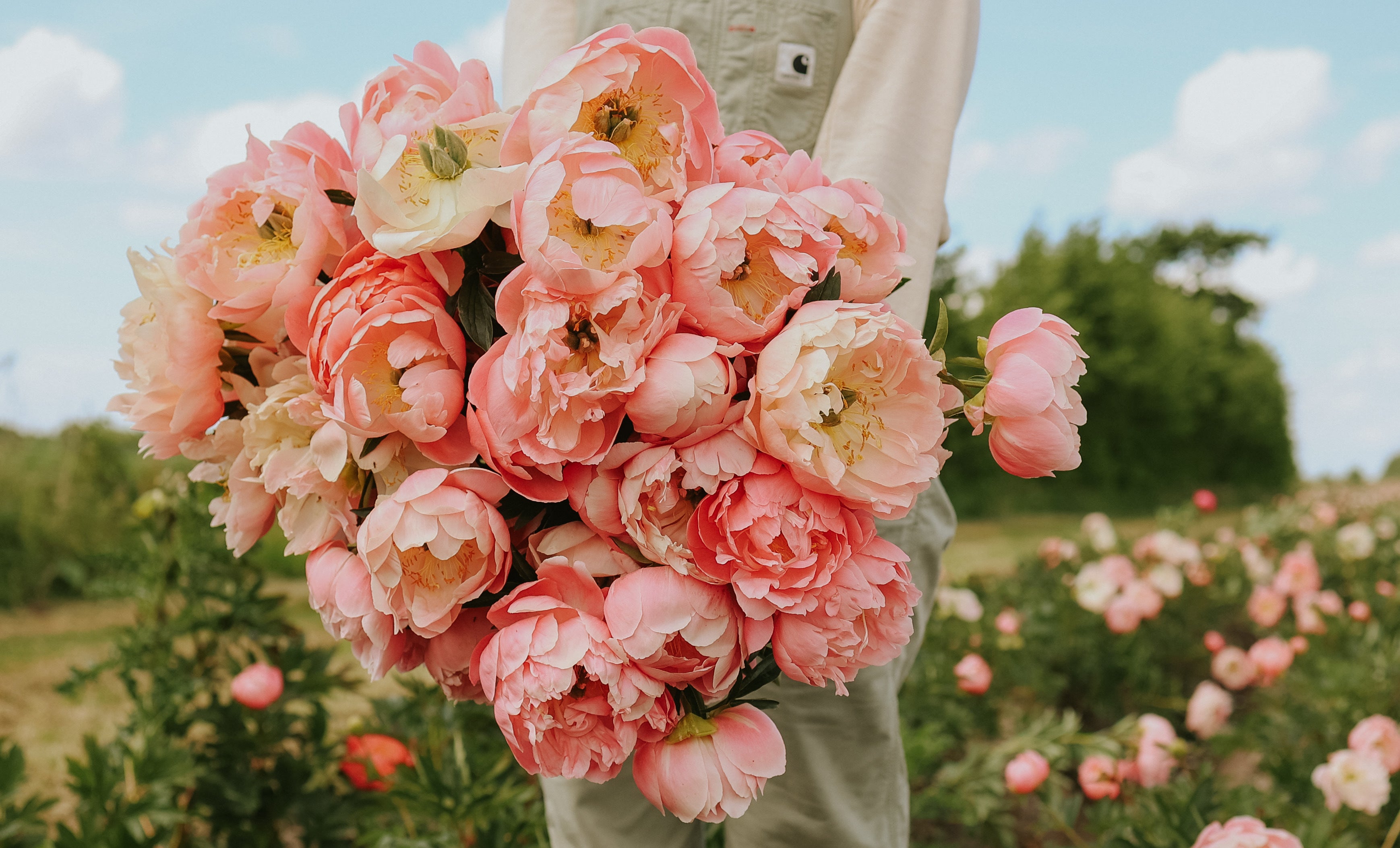Dahlia - My Love - Buy tubers online – Florea Garden