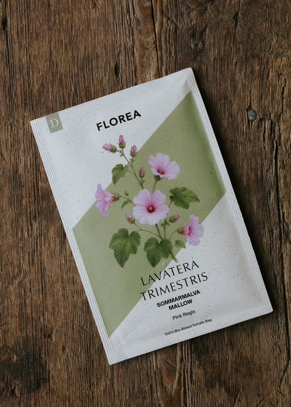 Annual mallow 'Pink Regis'
