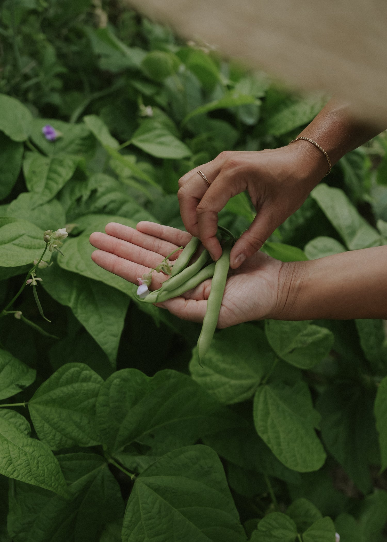 Svensk Skärböna - Ståstorp