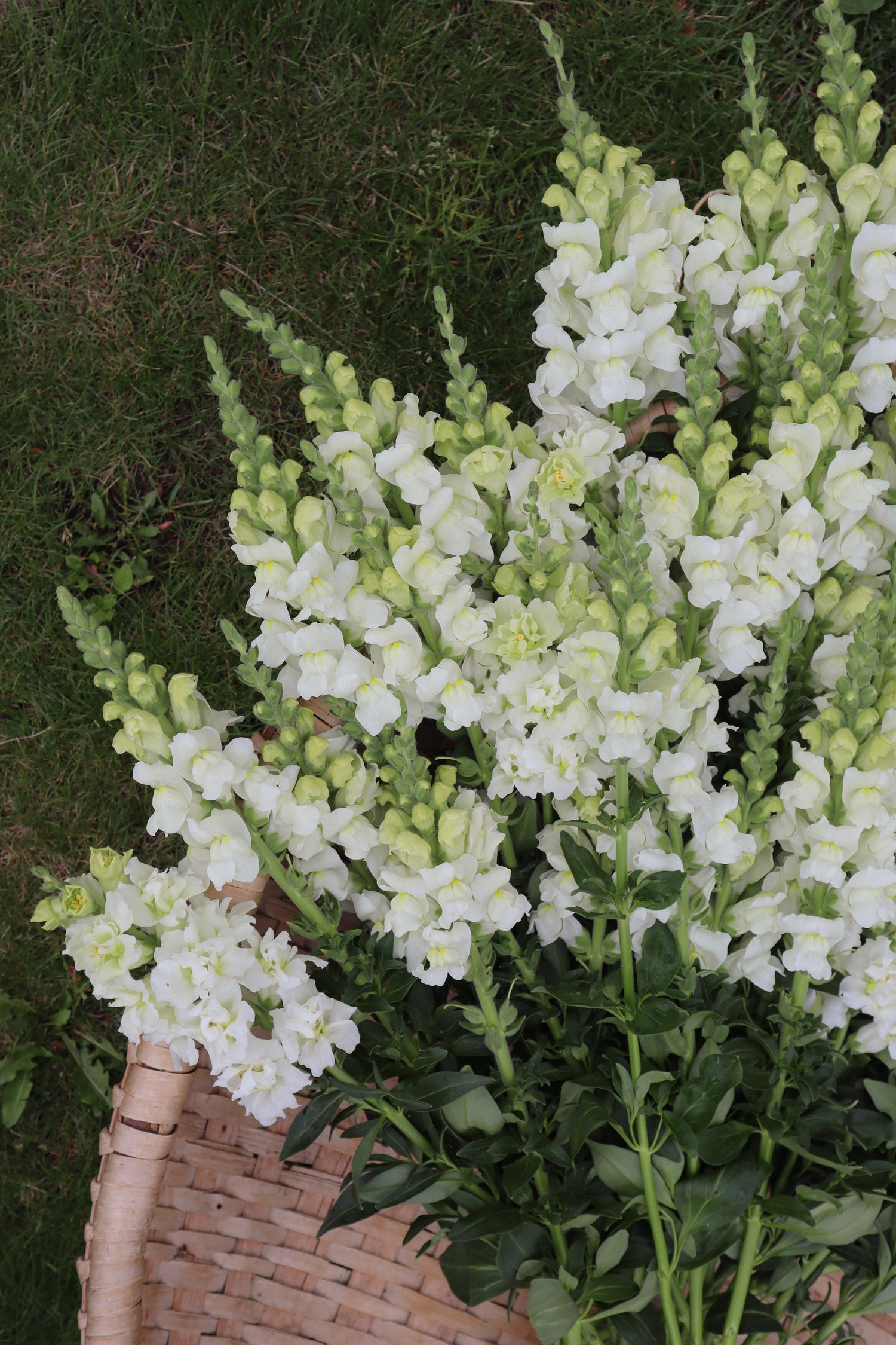 Muflier - Potomac Ivory White