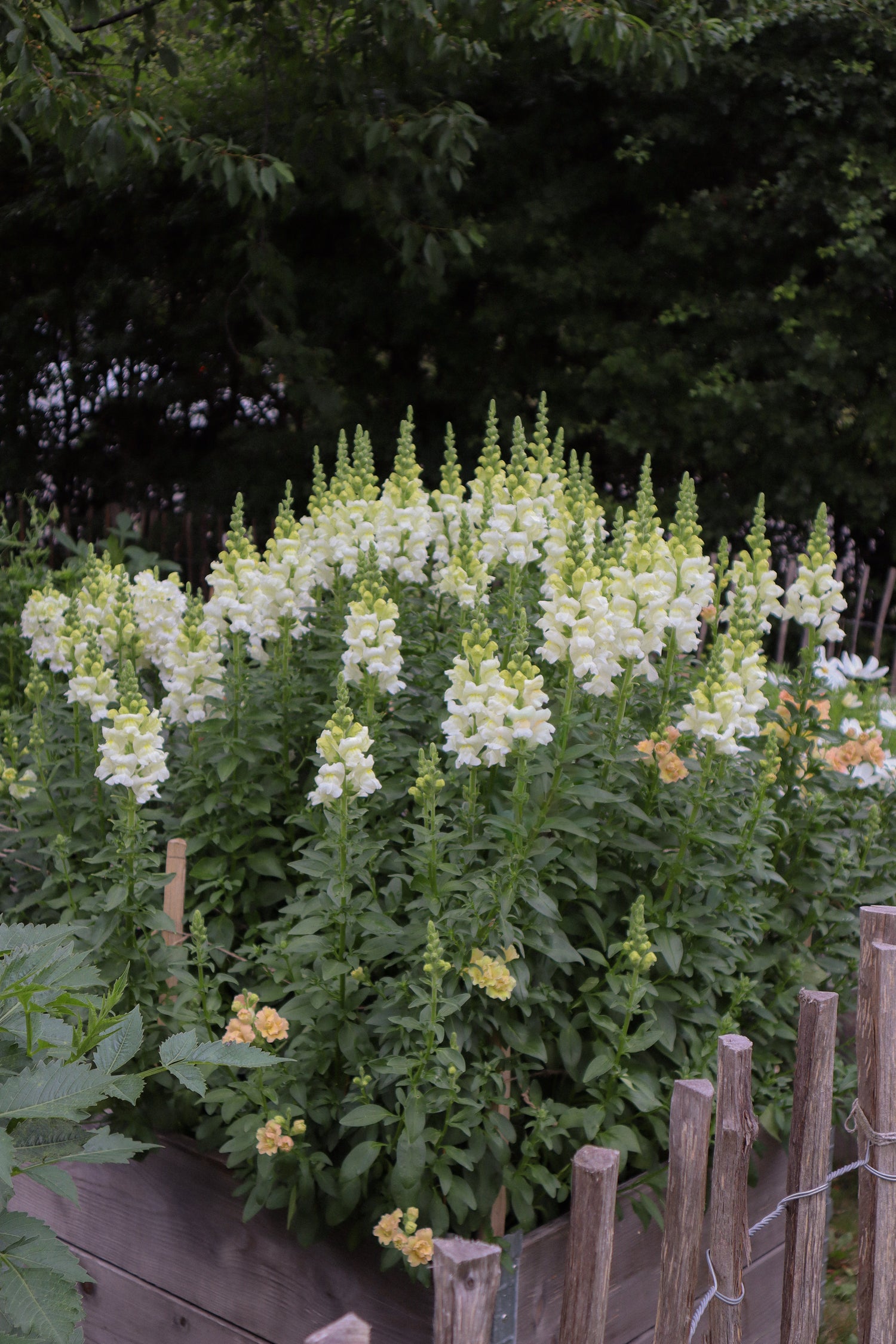 Löwenmäulchen - Potomac Ivory White