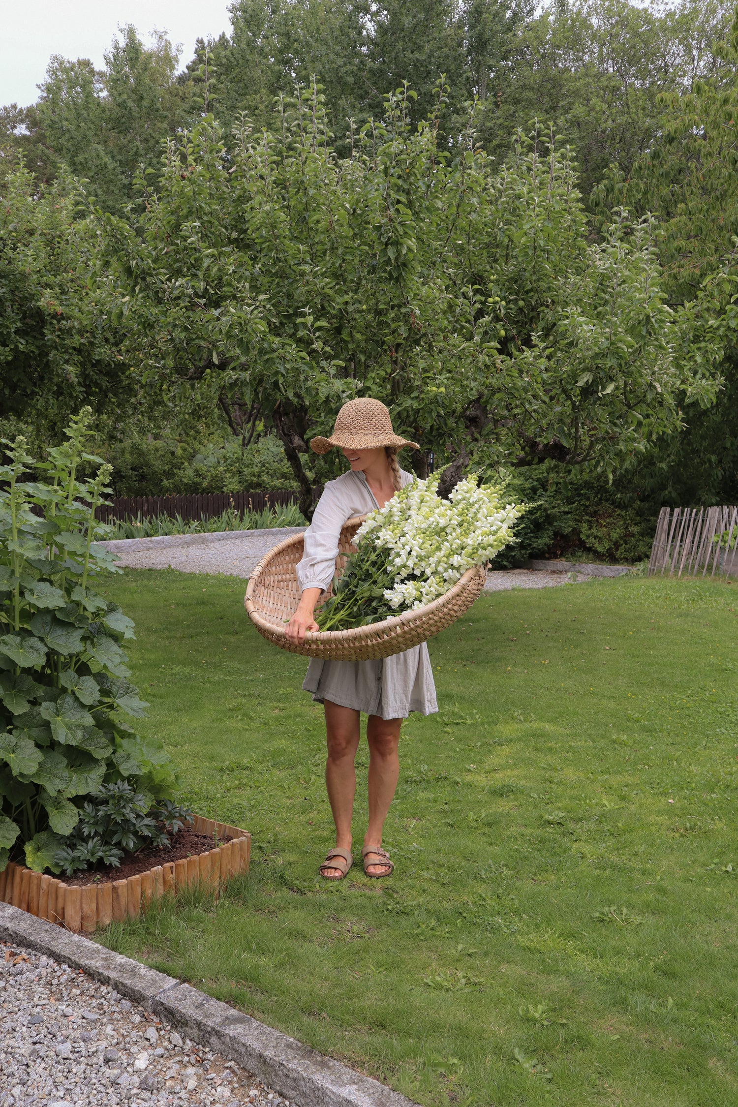 Muflier - Potomac Ivory White