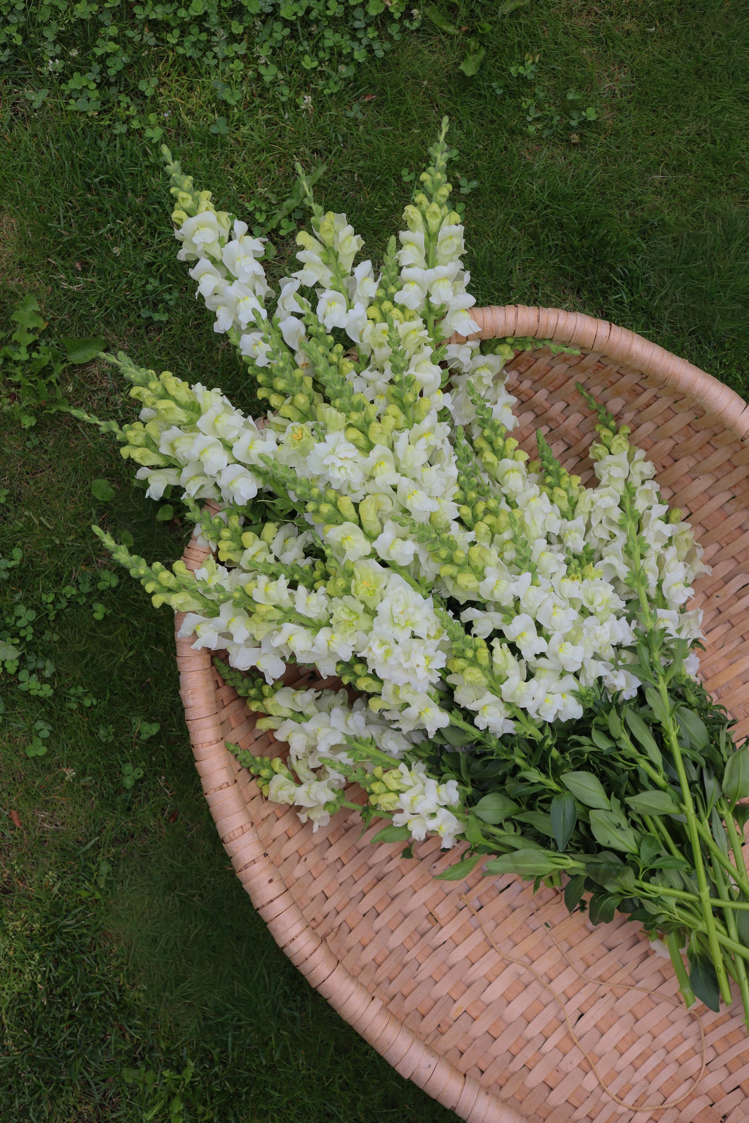 Löwenmäulchen - Potomac Ivory White