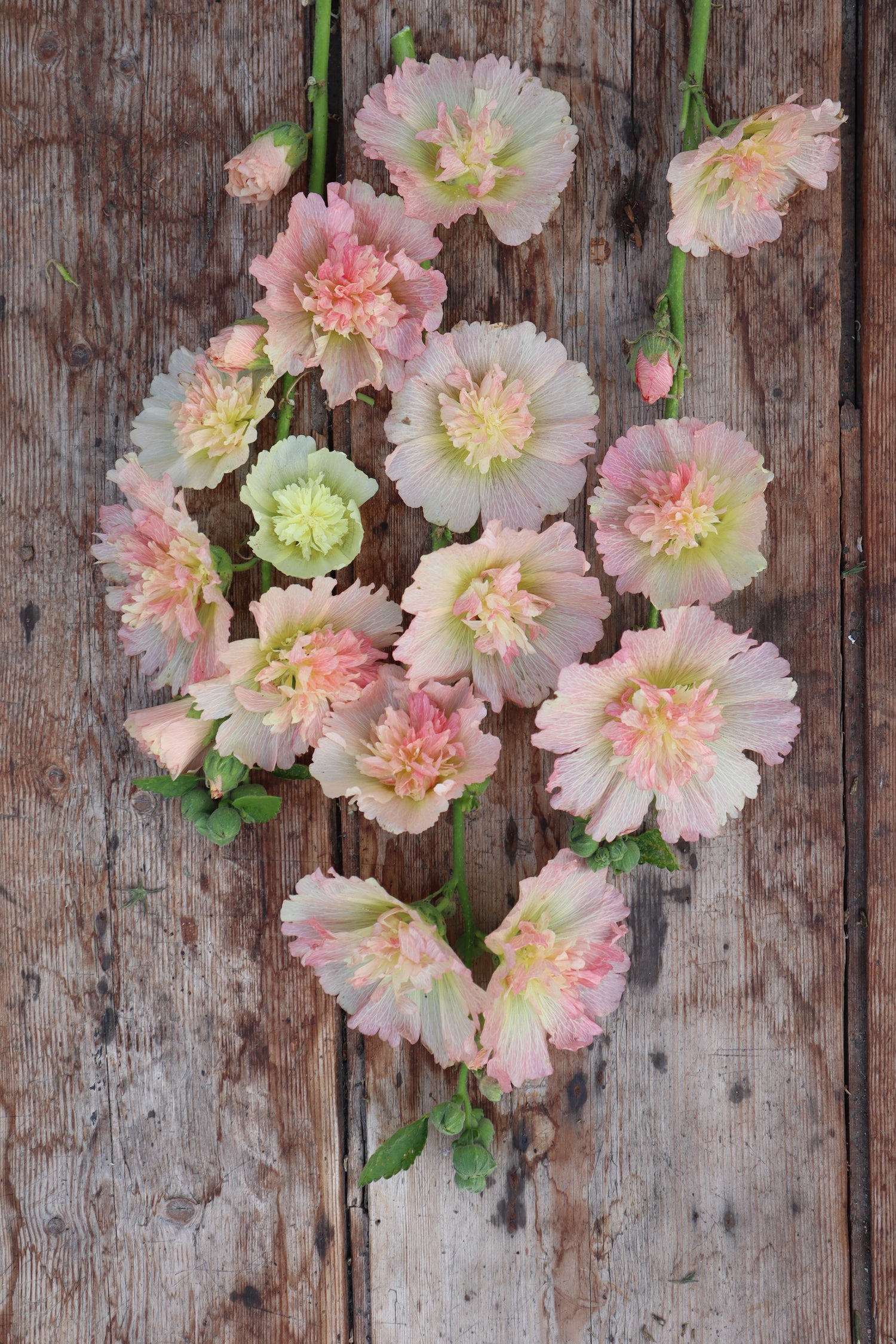 Hollyhock - Spring Celebrities Apricot