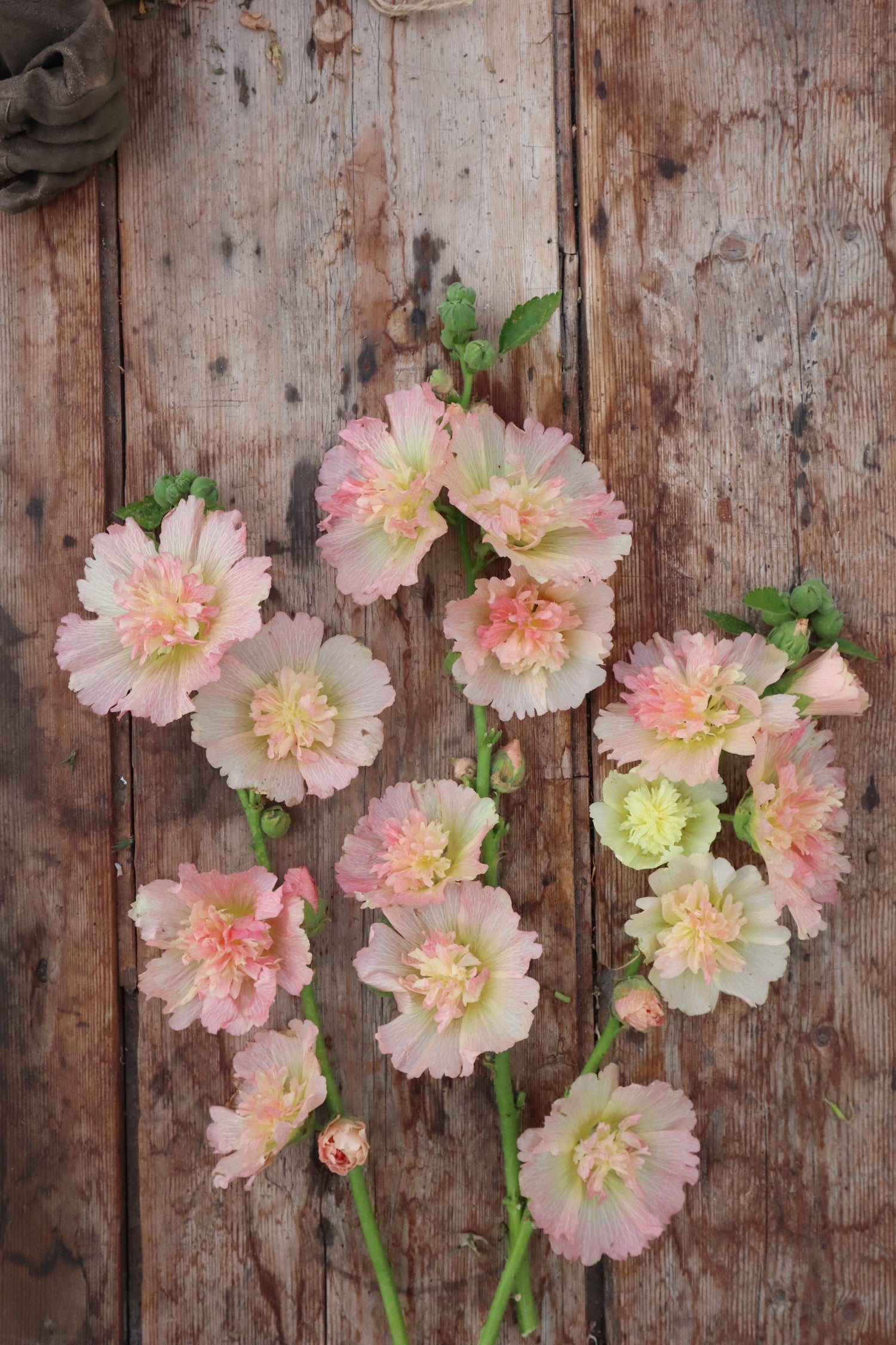 Hollyhock - Spring Celebrities Apricot