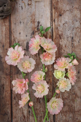 Stokrose - Spring Celebrities Apricot
