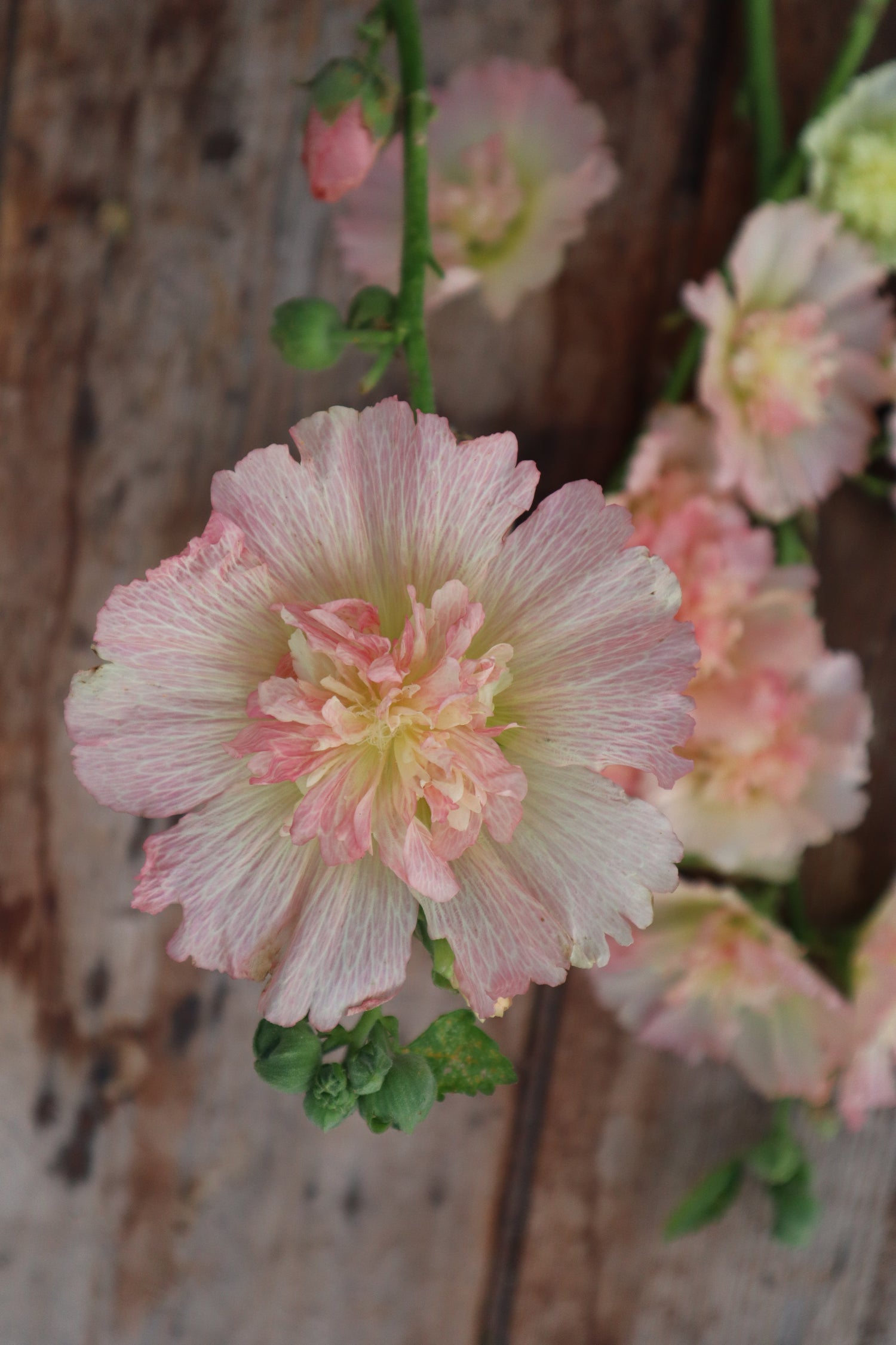 Hollyhock - Spring Celebrities Apricot