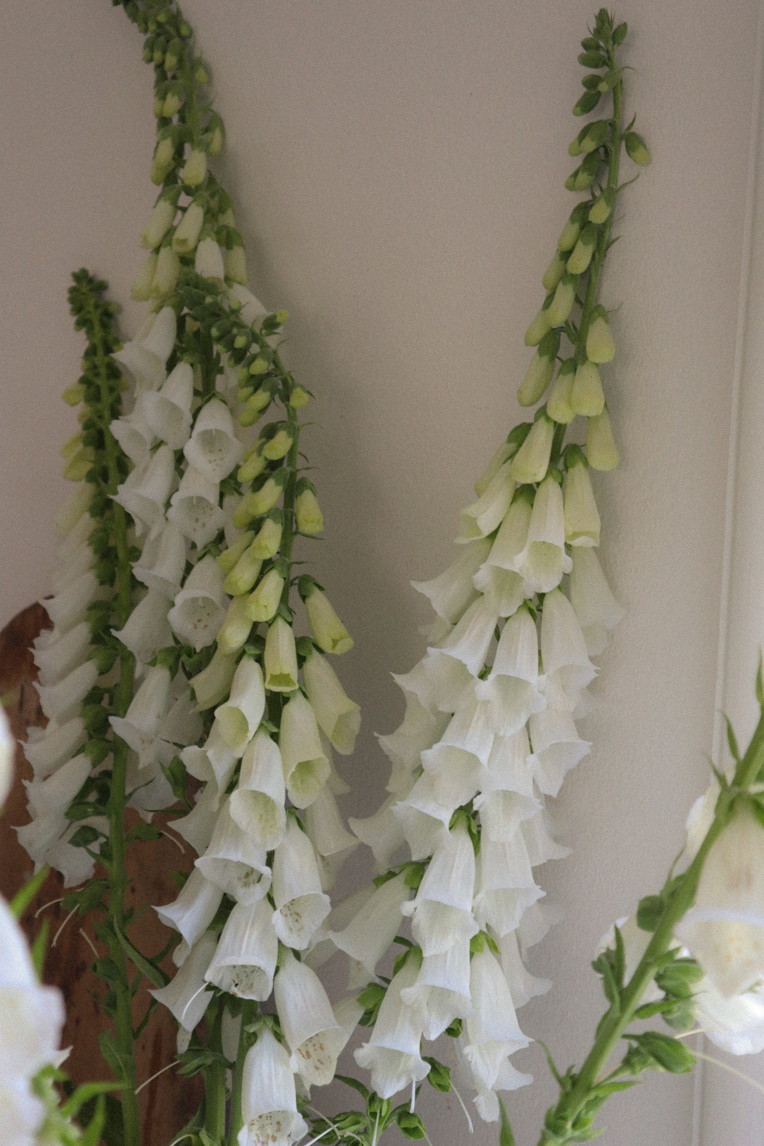 Foxglove - Camelot White
