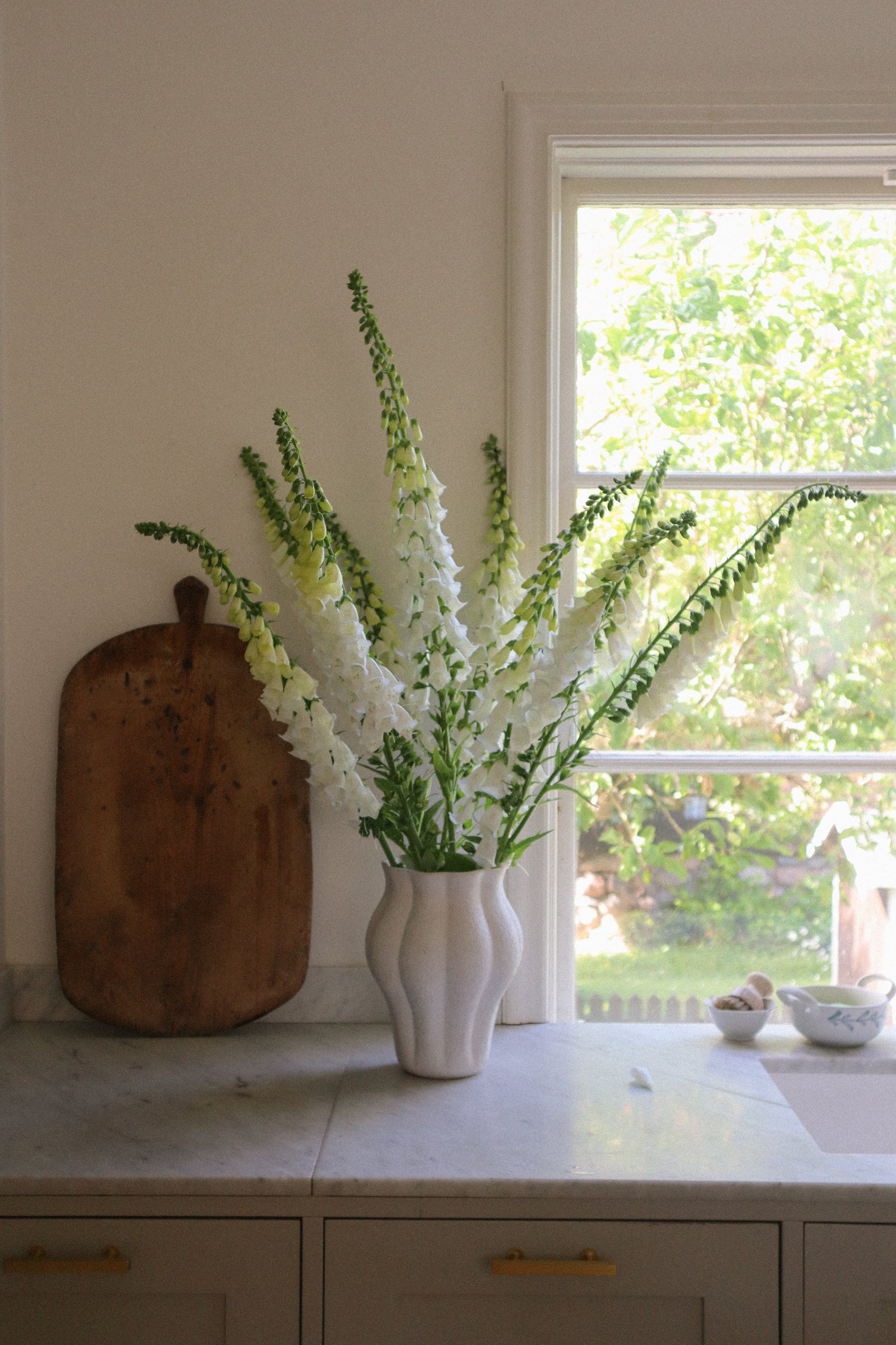 Fingerborgsblomma - Camelot White