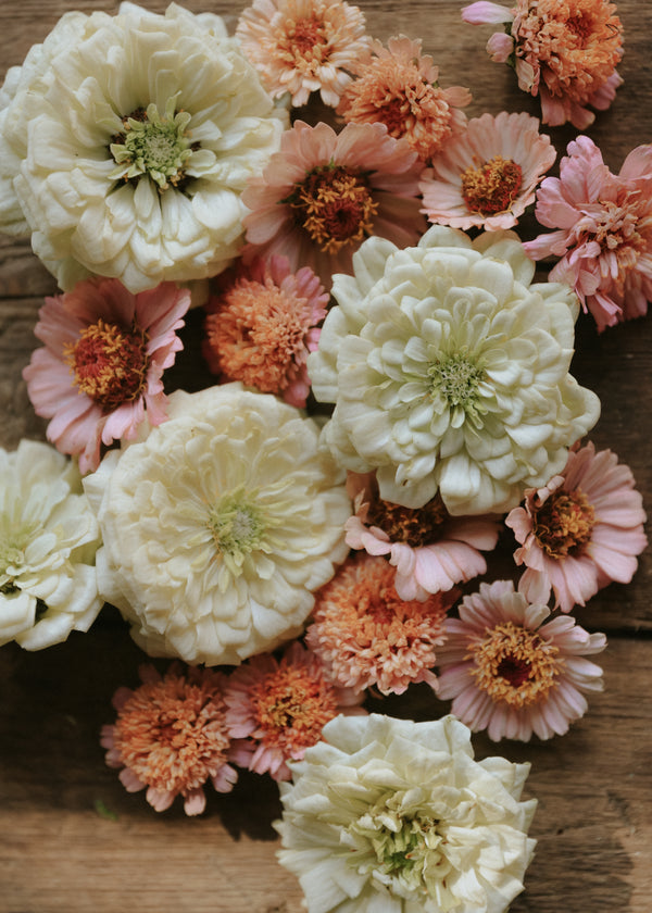 Zinnia 'Benary's Giant White' & 'Cresto! Peachy Pink'