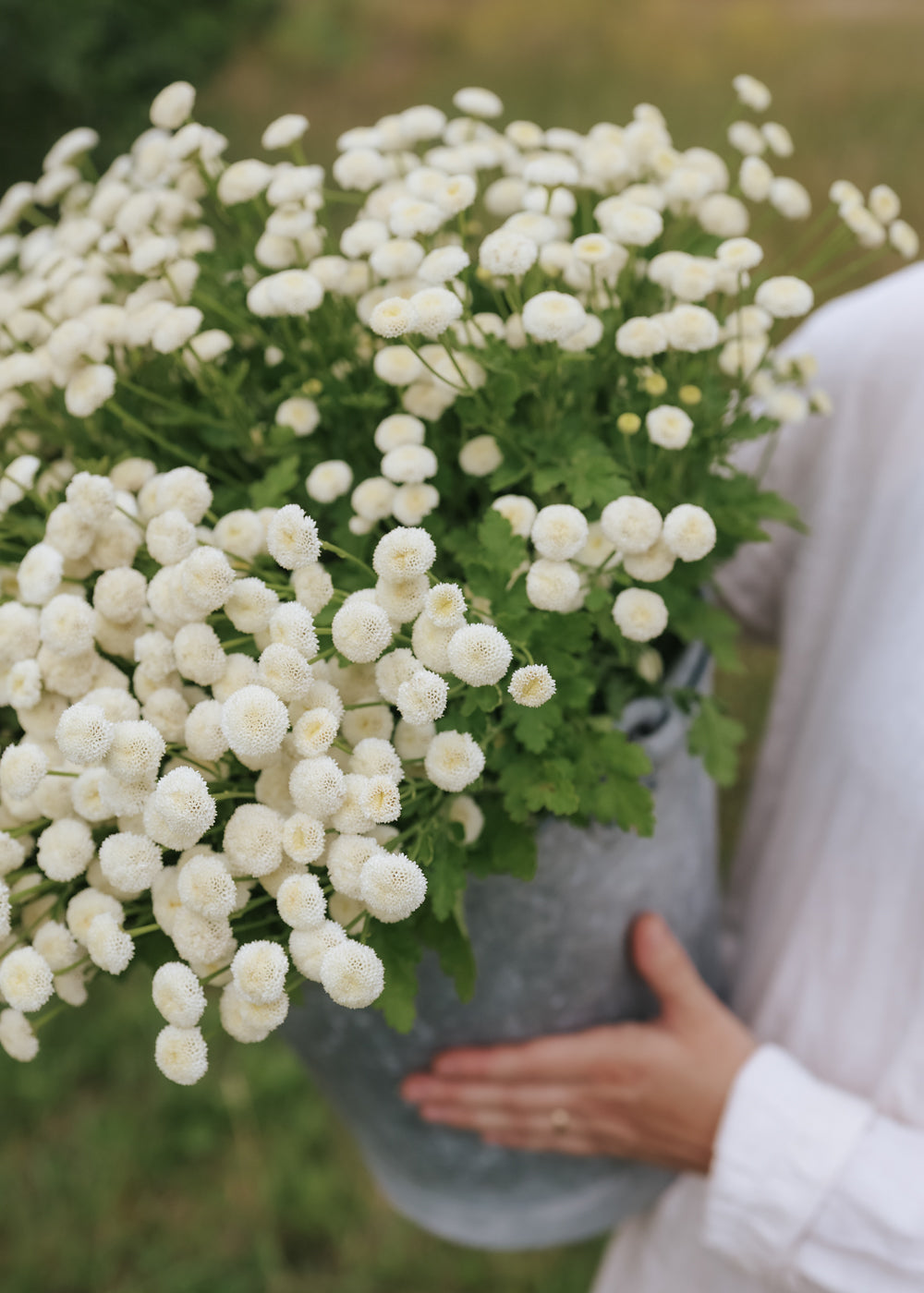 Feverfew - Snowball Extra