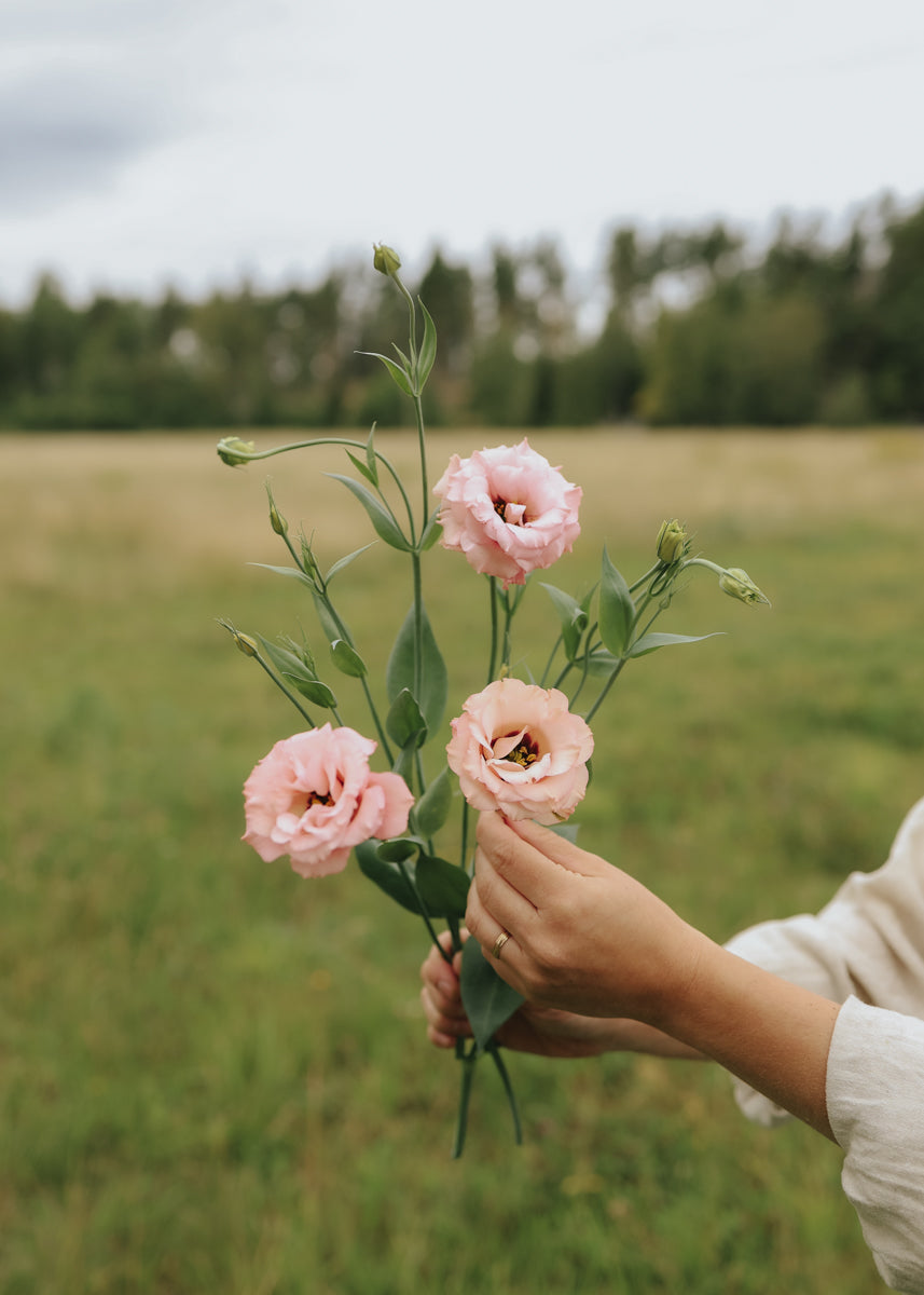 Lisianthus - Rosita Apricot