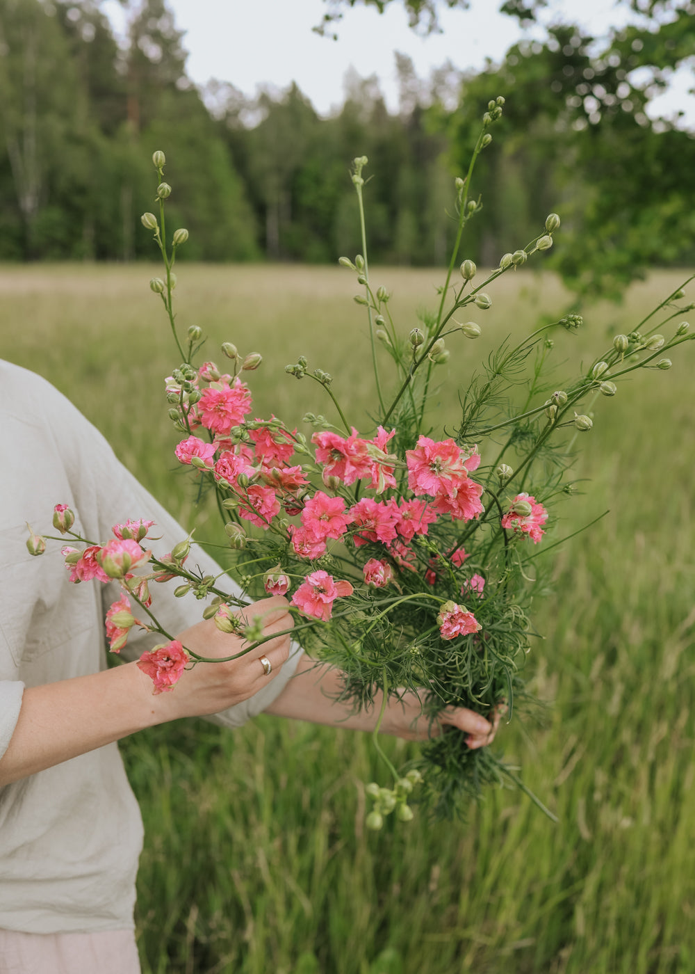 Rittersporn - Imperialis Salmon Beauty