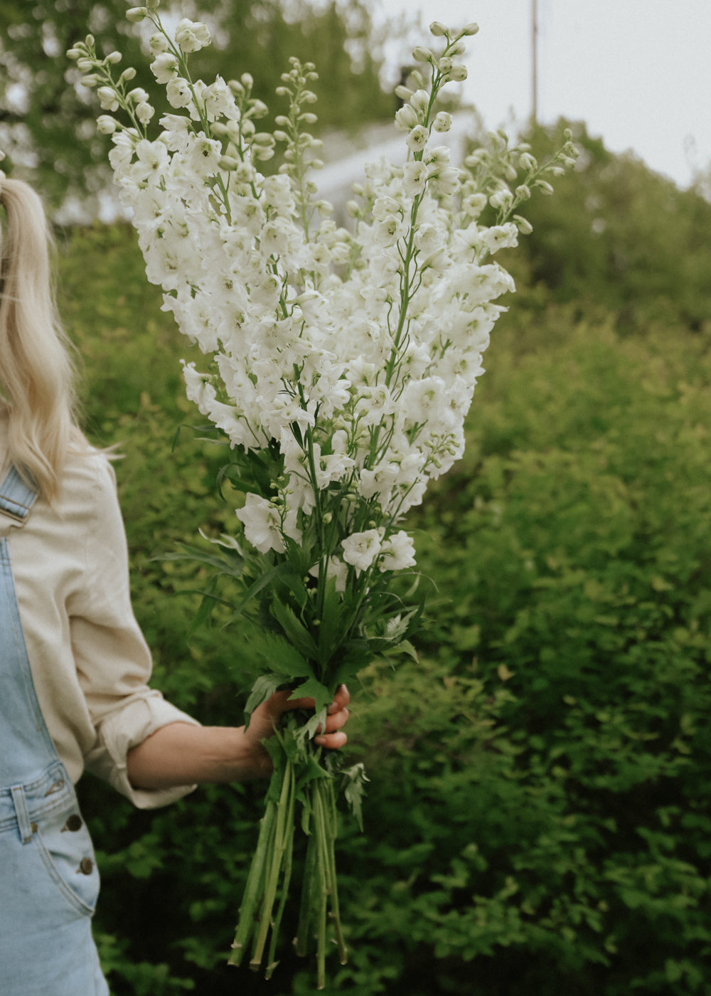 Rittersporn - Guardian White