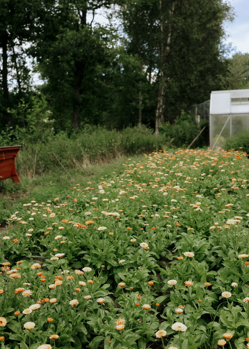Swedish Marigold – Mix