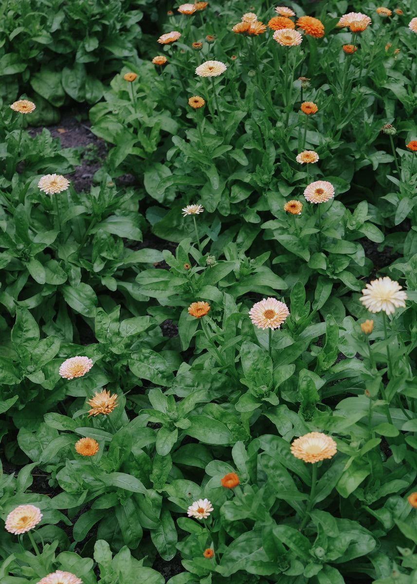 Swedish Marigold – Mix