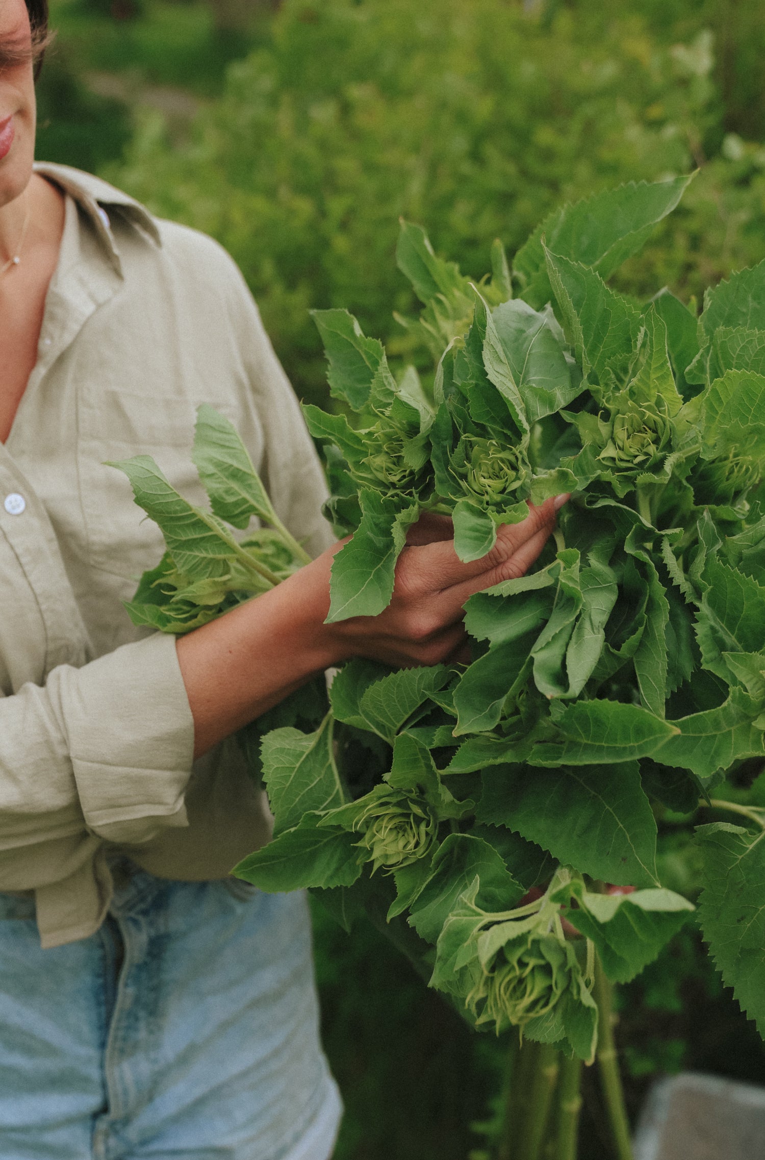 Sonnenblume - Sunfill Green F1