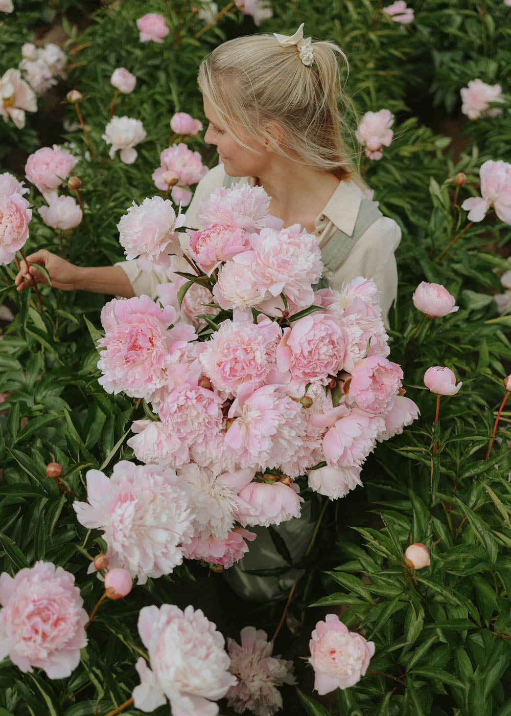 Pfingstrose - Alertie