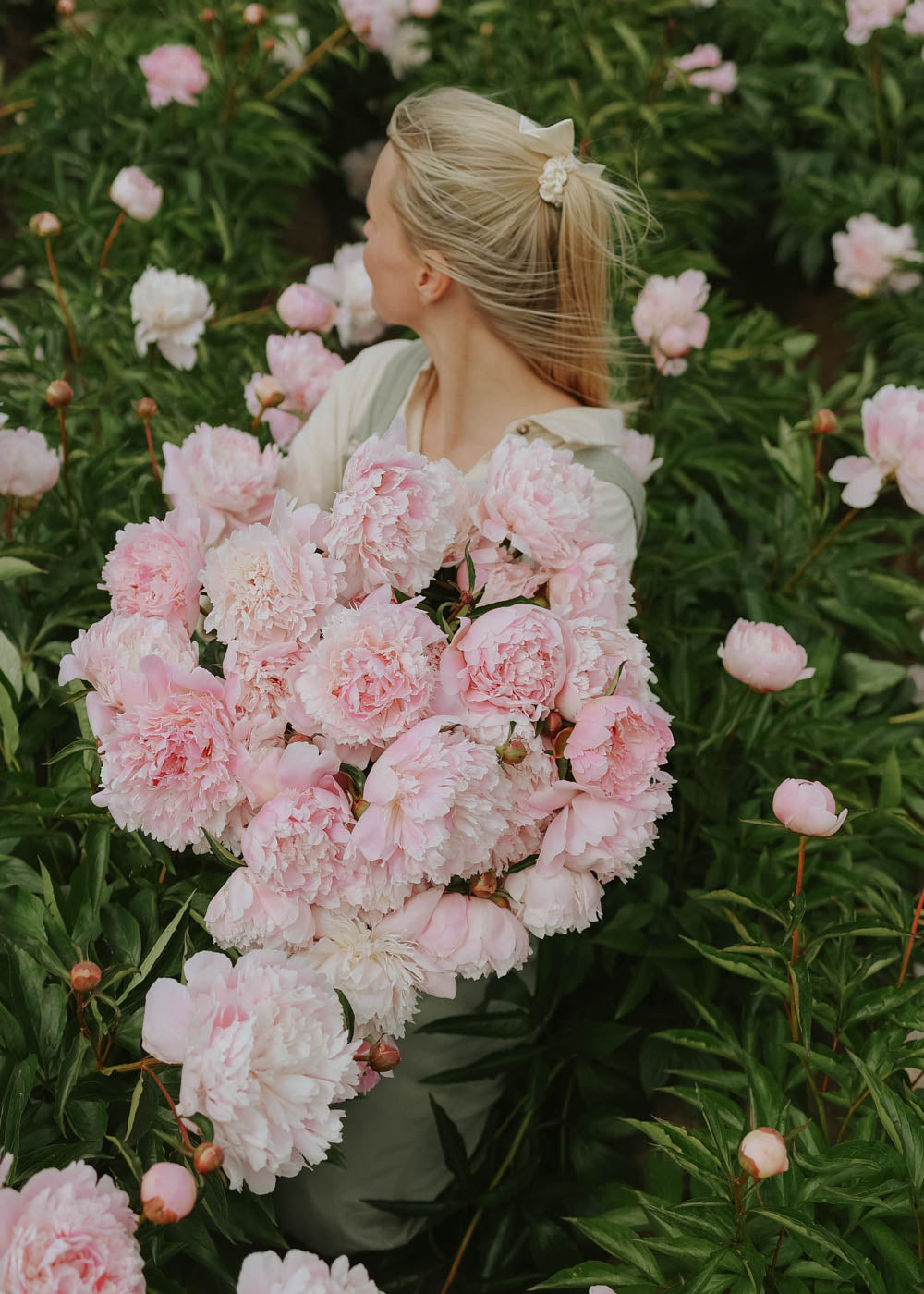 Pfingstrose - Alertie