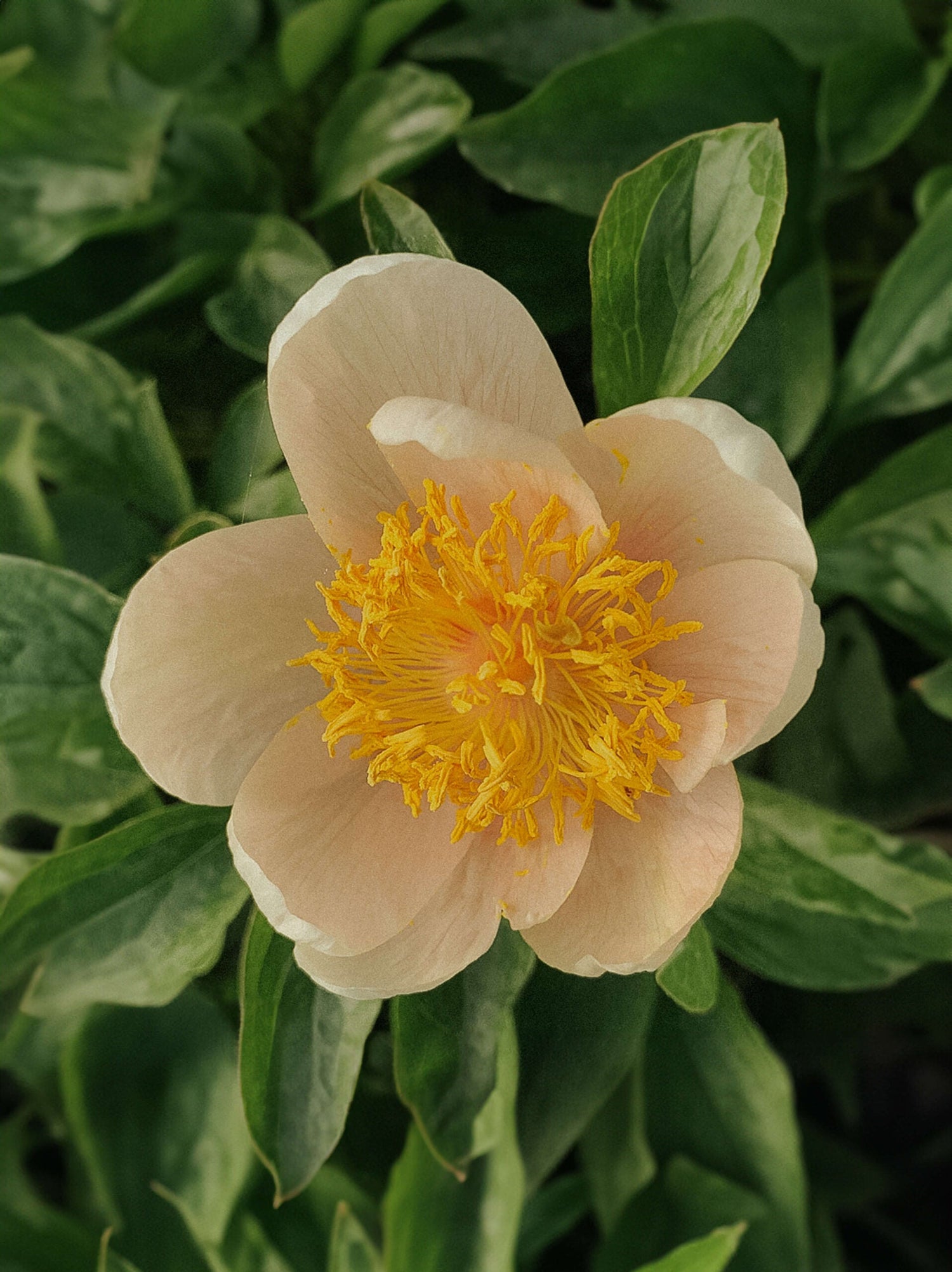 Pion - Apricot Whisper